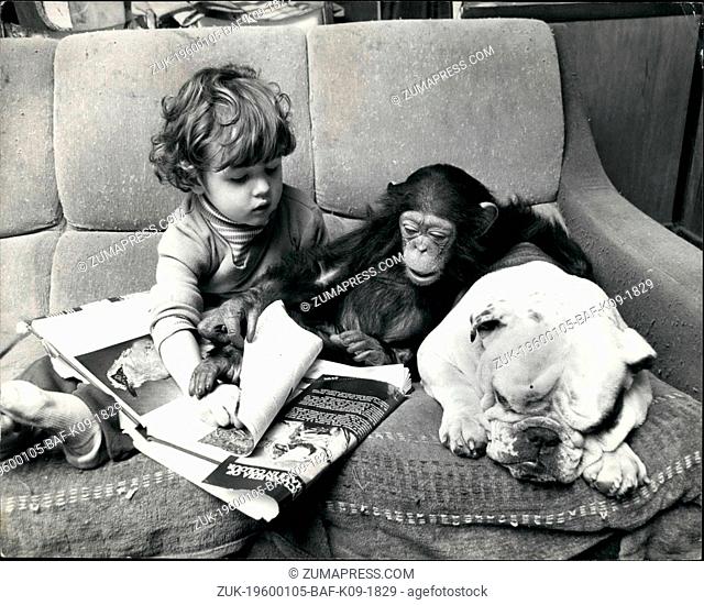 1972 - chimpanzee A bright spark in the clews family. anew member of the clews family - Sparky the chimp, brightens up the domestic scene