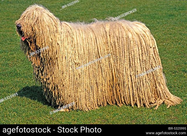 Komondor dog, adult standing on lawn