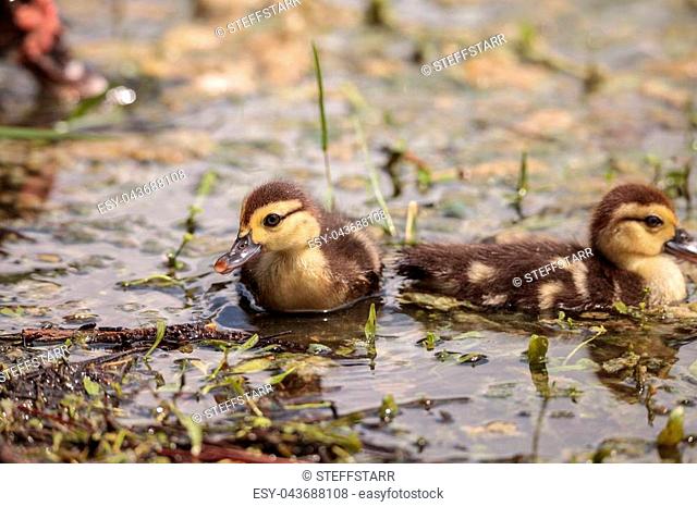 Little brown Baby Muscovy ducklings Cairina moschata flock together in a pond in Naples, Florida in summer