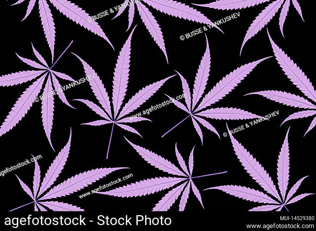 Pattern of purple hemp leaves on black background