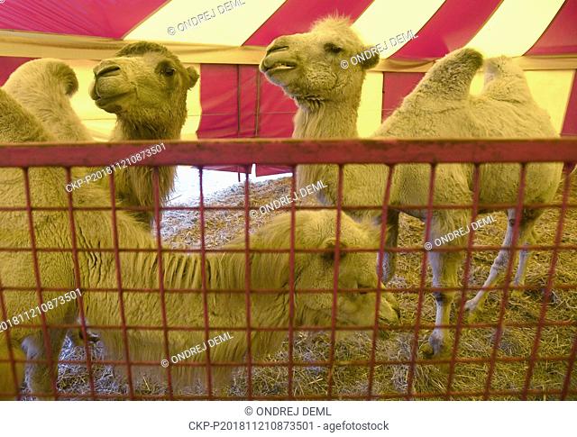 Several Czech circuses offer to show their premises and animal training to visitors for free on Wednesday, November 21, 2018