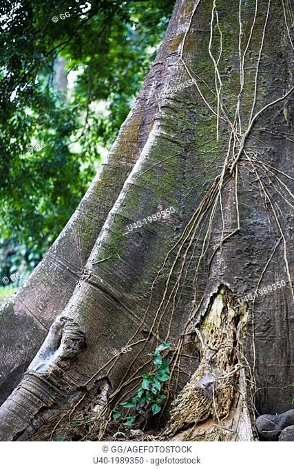 Guatemala, Escuintla, Ceiba tree, detail