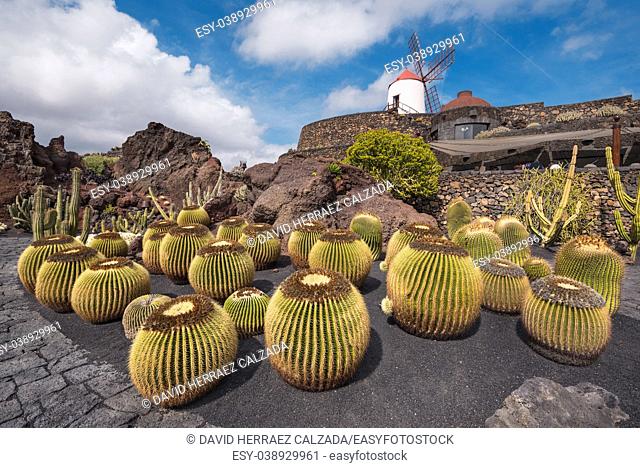 Beautiful tropical cactus garden in Guatiza, Lanzarote, Canary islands, Spain