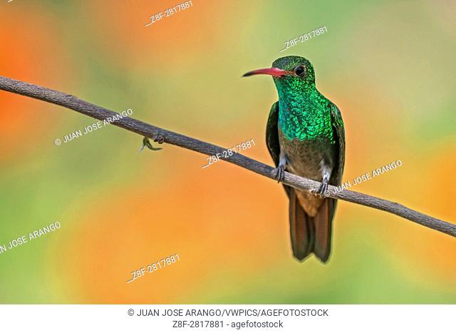 Rufous-tailed Hummingbird (Amazilia tzacatl), Cali, Valle del Cauca