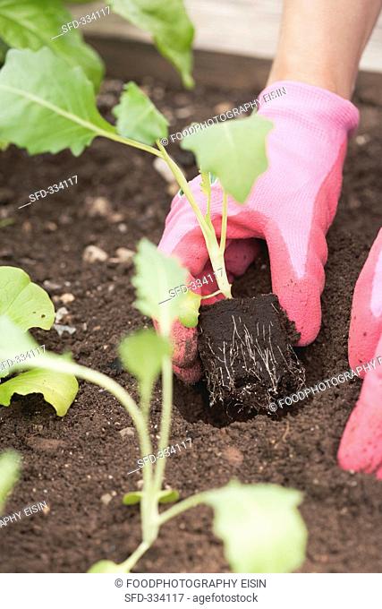 Kohlrabi seedlings being planted in a vegetable patch