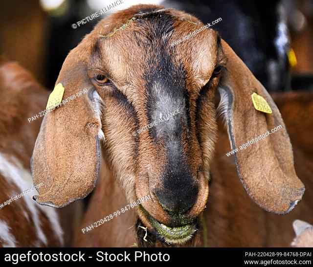 29 March 2022, Saxony, Lichteneichen/ Mügeln: On the organic goat farm ""Caprinenhof"" of Sven Kloy and his partner, the veterinarian Katja Loßner