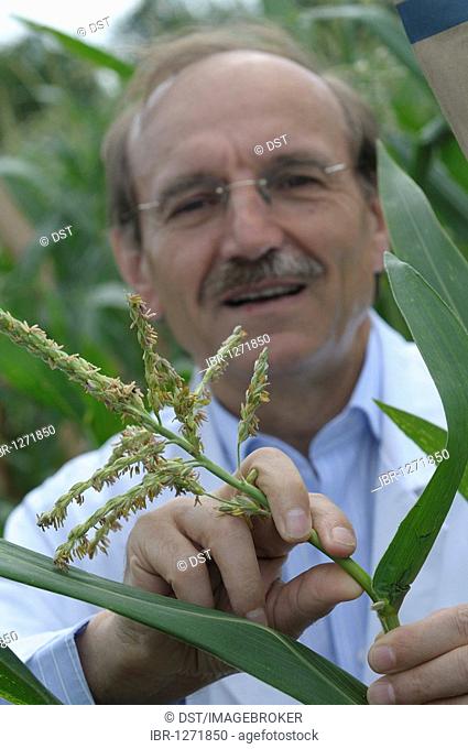 Prof. Dr. Melchinger, hybrid research on the experimental corn field at the University of Hohenheim, Baden-Wuerttemberg, Germany, Europe