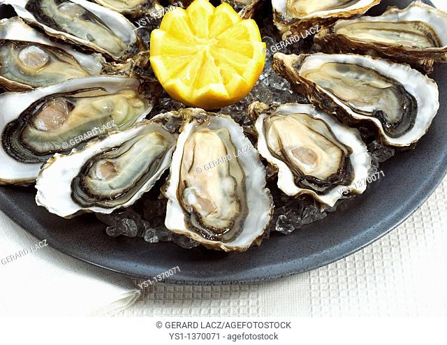 FRENCH OYSTER MARENNES D'OLERON ostrea edulis WITH YELLOW LEMON ON PLATE