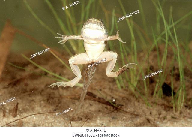European edible frog (Rana esculenta), young frog with tail, Germany, Bavaria