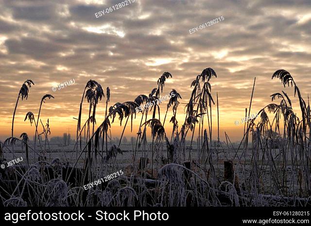 Silhouettes of reed in front of a beautiful sunset close to Sliedrecht in the Dutch region Alblasserwaard