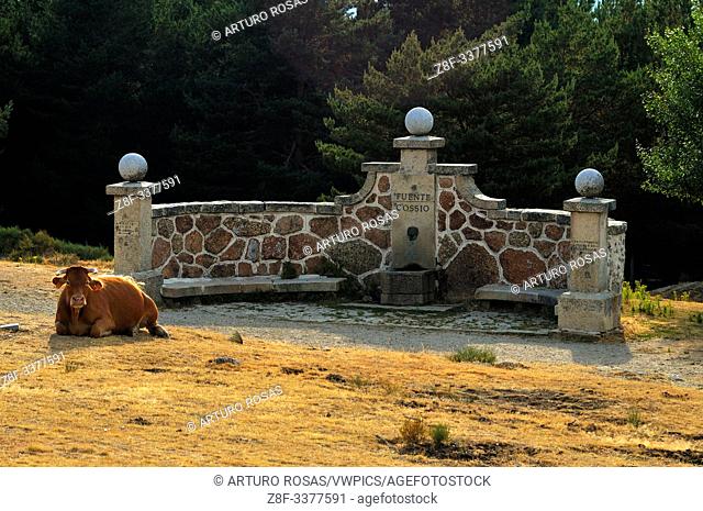A cow sitting near the Cossío Water Fountain in the mountain pass of La Morcuera. Community of Madrid, Spain