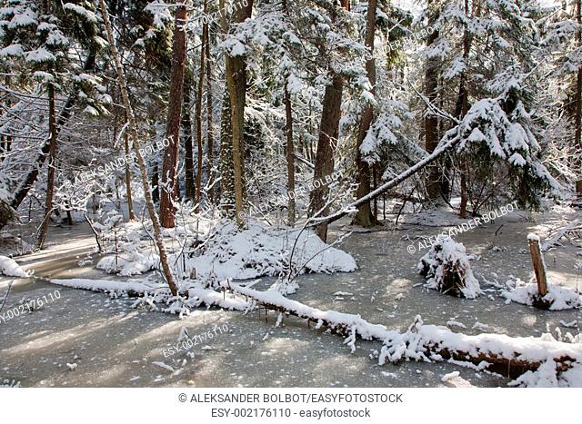 Snowfall after wetland stand in morning with snow wrapped trees in background and frozen water in foreground, Bialowieza Forest, Podlasie Province, Poland