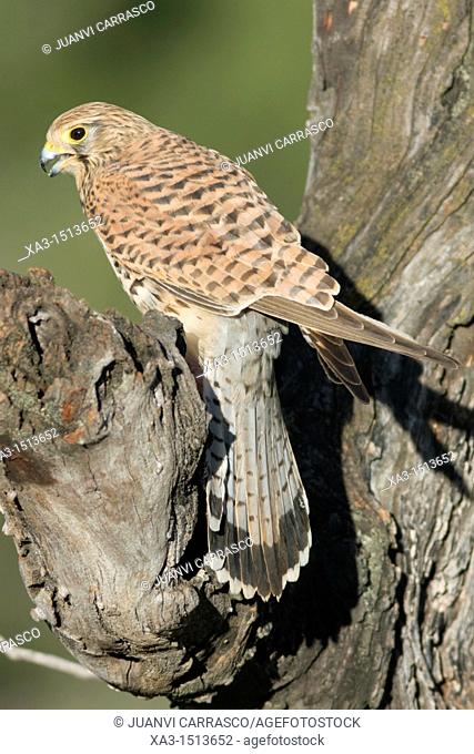 Common kestrel, Falco tinnunculus, perched on a branch, Valencia, Spain