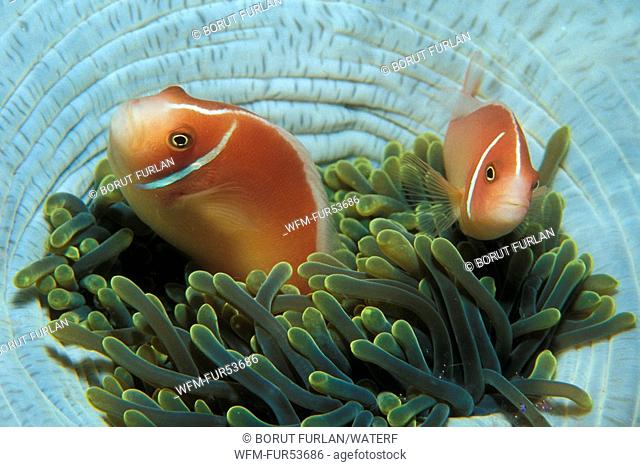 Couple of Pink Anemonefish, Amphiprion perideraion, South Pacific, Solomones Islands