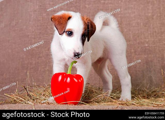 A small puppy of breed smooth-haired fox-terrier of white color with red spots is standing indoors on a sacking covered with hay and sniffing red bell pepper