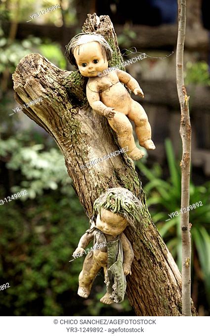 Dolls hang on a tree on the Island of the Dolls in Xochimilco, southern Mexico City. The late Don Julian turned his 'chinampa