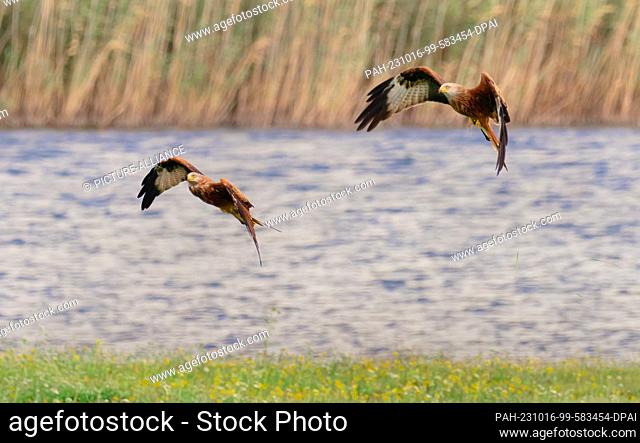 05 October 2023, Saxony-Anhalt, Lutherstadt Wittenberg: 05.10.2023, Two red kites (Milvus milvus) fly over a pond a few kilometers south of Lutherstadt...