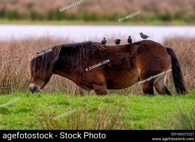 Four starlings stand on a chestnut brown horse back. Wild horses in nature
