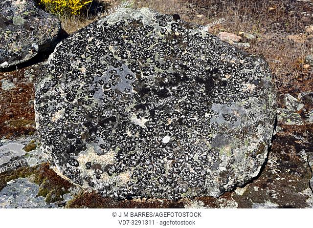 Lichen community dominated by Umbilicaria pustulata or Lasallia pustulata a foliose lichen. This photo was taken in Arribes del Duero Natural Park