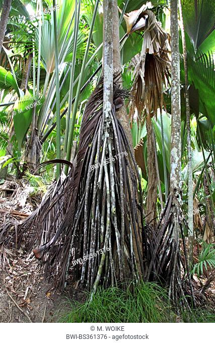 Seychelles Stilt Palm (Verschaffeltia splendida), stilt roots, Seychelles, Praslin