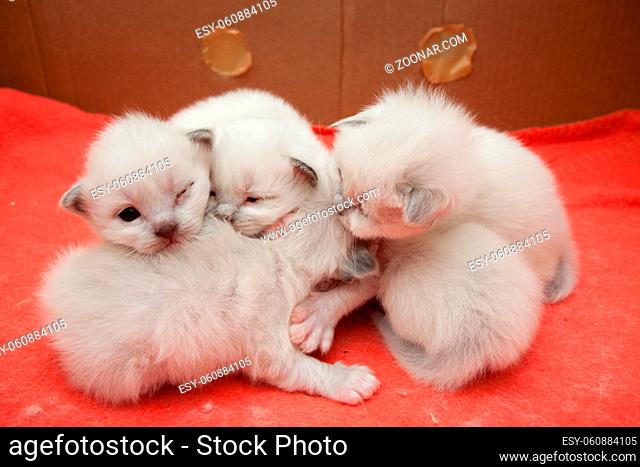 Young sacred birman kittens litter
