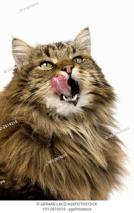 Angora Domestic Cat, Male Licking its Nose against White Background