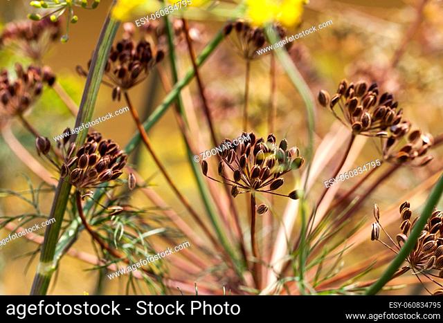 soft dill umbrellas with seeds that are used in canning and for growing a new crop
