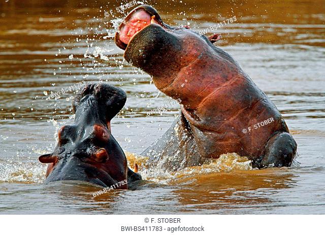 hippopotamus, hippo, Common hippopotamus (Hippopotamus amphibius), two fighting hippos in water, Kenya, Masai Mara National Park