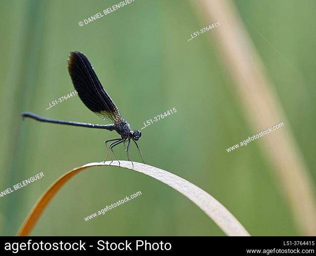 male of calopteryx haemorrhoidalis covered of waterdrops, Ludiente, Castellón, Spain