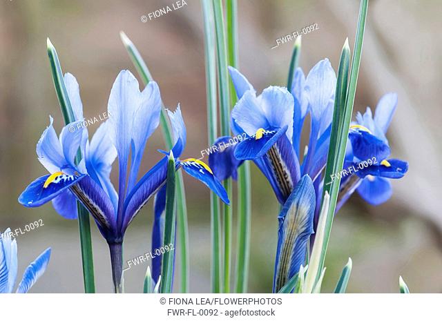 Iris reticulata, Blue flowers growing outdoor