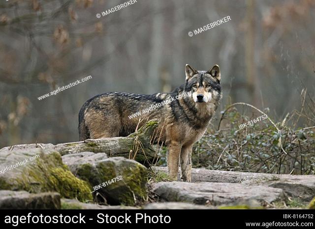 European gray wolf (Canis lupus) standing on a rock, captive