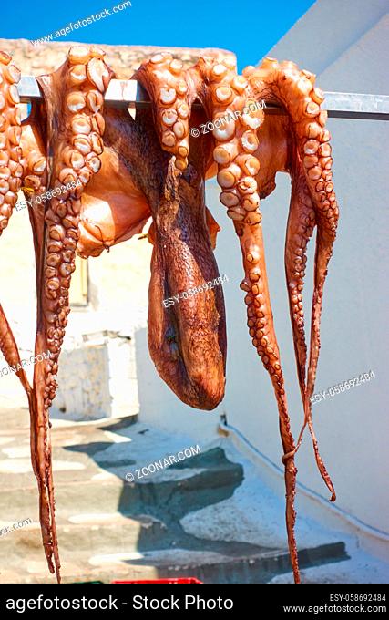 Drying the octopus in the sun at a greek tavern, Perdika village, Aegina, Greece