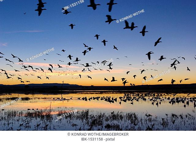 Snow Geese (Anser caerulescens atlanticus, Chen caerulescens) flying at sunrise, dawn, in the Bosque del Apache Wildlife Refuge, New Mexico, USA, North America