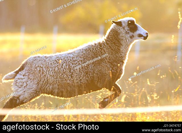 A sheep is gamboling over a psture in the golden light of sunset