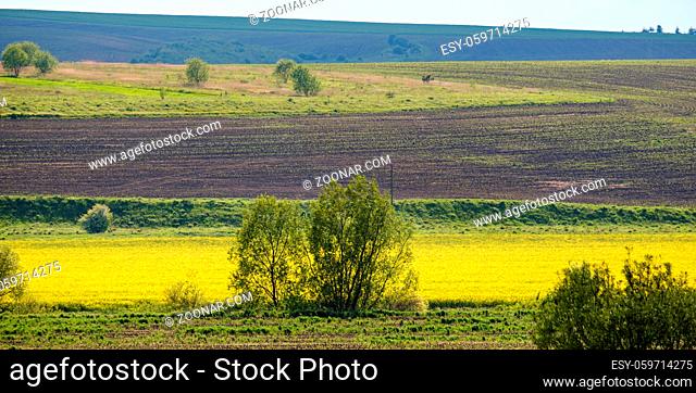 Spring countryside view with rapeseed yellow blooming fields, groves, hills. Ukraine, Lviv Region