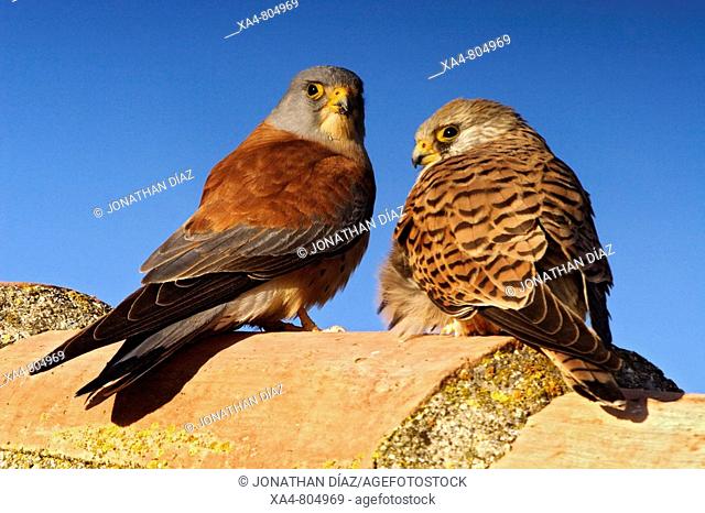 Couple of Lesser Kestrel (Falco naumanni). Aragon, Spain