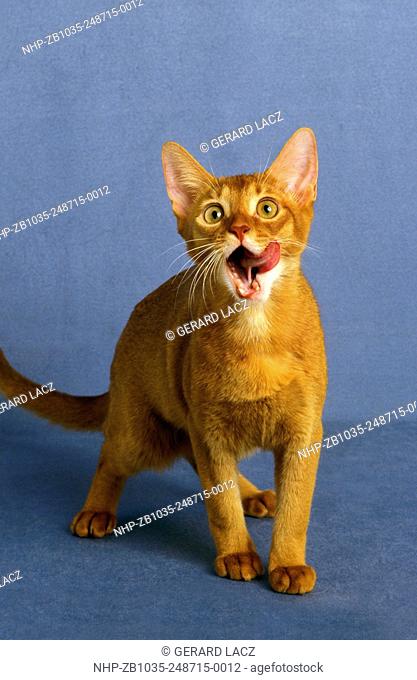 Red Abyssinian Domestic Cat Licking its Nose