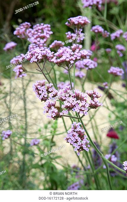 Verbena bonariensis Purpletop vervain - Hampton Court, 2011