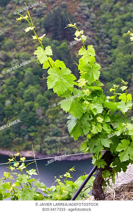 Vineyards, Ribeira Sacra, Heroic Viticulture, Sil river canyon, Doade, Sober, Lugo, Galicia, Spain