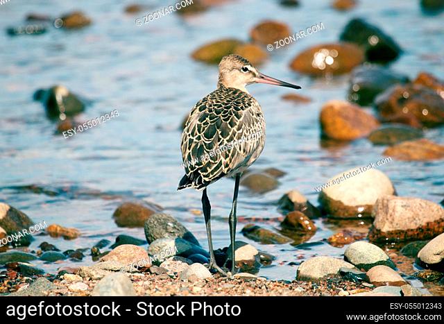 Black-tailed godwit (Limosa limosa), a young bird on the seaside meadow, marsh and pebble beach. Lake Ladoga in North-Western Russia