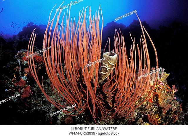 Red Whip Corals, Ellisella ceratophyta, Sipadan, Borneo, Malaysia