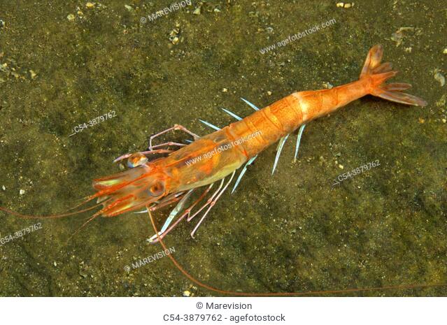 Deep sea. Deep-water pink shrimp (Parapenaeus longirostris). Eastern Atlantic. Galicia. Spain. Europe