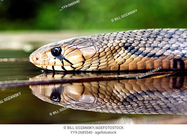 Texas indigo snake (Drymarchon melanurus erebennus) [Controlled Specimen]- Camp Lula Sams, Brownsville, Texas, USA
