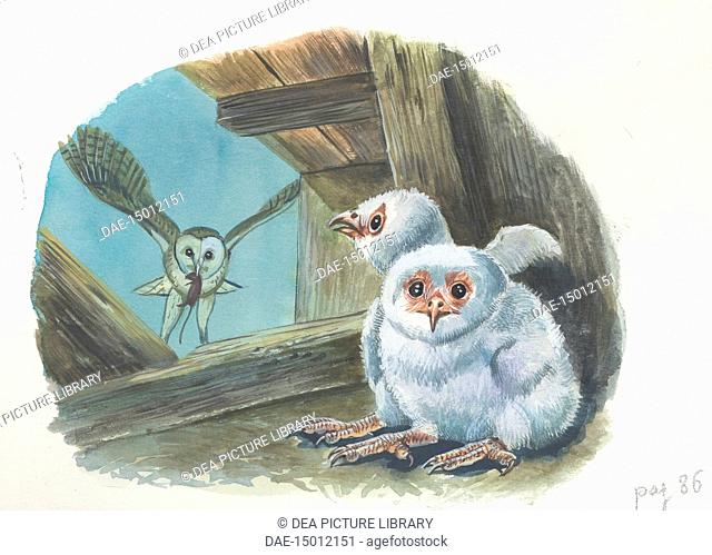 Barn Owl (Tyto alba) bringing food to chicks, illustration