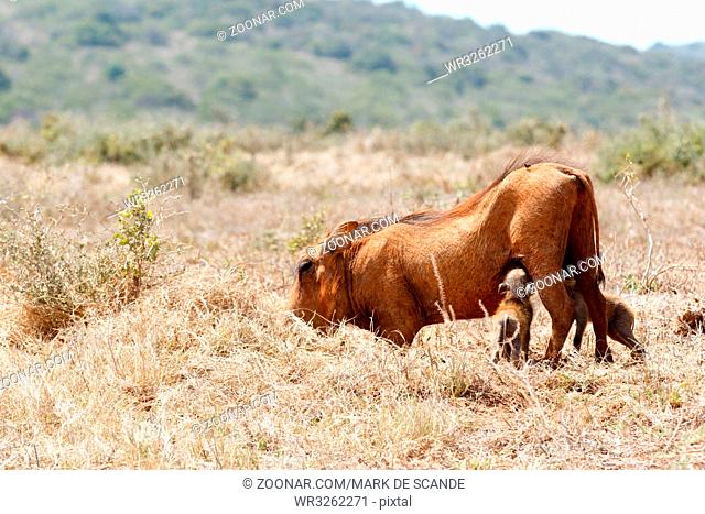 Warthog drinking from mom in a field