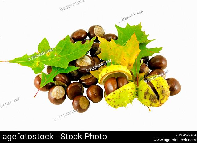 autumn chestnut composition with decorative green oak leaves isolatedon white background