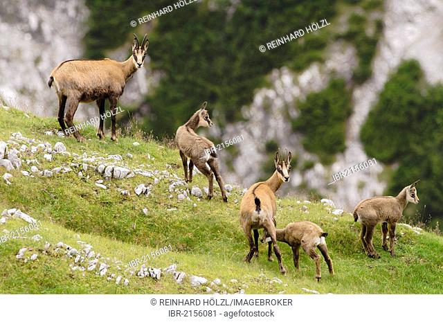 Chamois (Rupicapra rupicapra), Mt Mondscheinspitze, Karwendel range, Tyrol, Austria, Europe