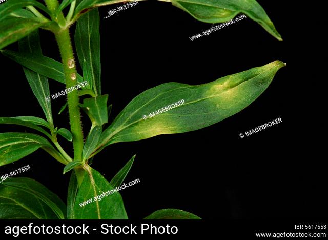 or snapdragon (Antirrhinum) rust, Puccinia antirrhini, yellow spot disease and general weakness of the antirrhinum or snapdragon plant, Berkshire, England