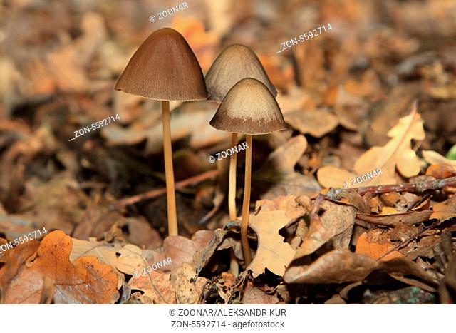 Magic Mushroom in the forest