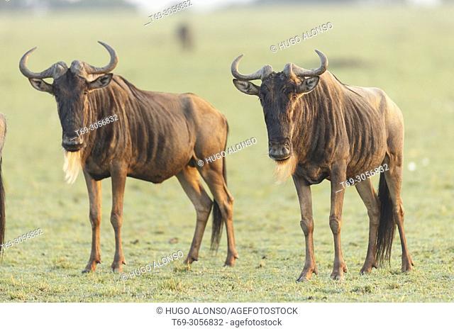 Blue wildebeest. Connochaetes taurinus., Common wildebeest, white-bearded  wildebeest or brindled gnu, Stock Photo, Picture And Rights Managed Image.  Pic. T69-3056832 | agefotostock